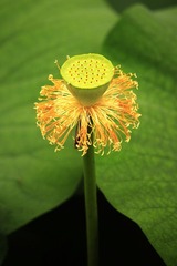 夏荷