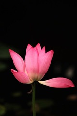 夏荷