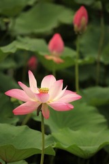 夏荷