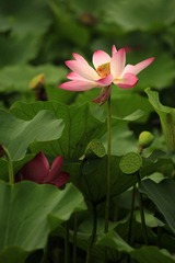 夏荷