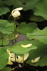夏荷