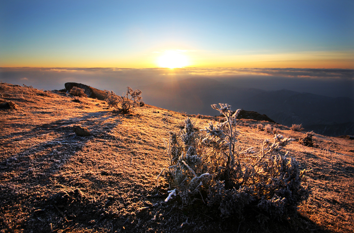 【日出东方】山顶的草地和灌木结满了白霜,在阳光下金光灿烂.