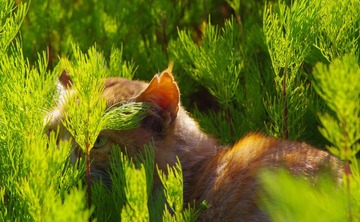 草丛里的猫