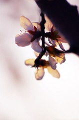桃花梦.JPG