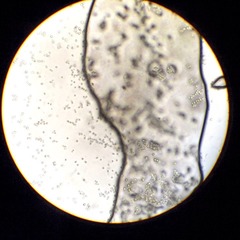 _3140016.JPG