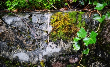 DSC_0149.jpg