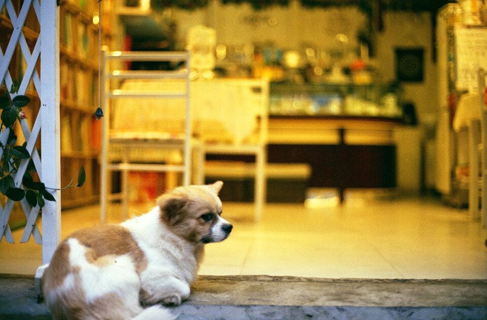 CONTAX  ZEISS 50 1.4<br />
磁器口