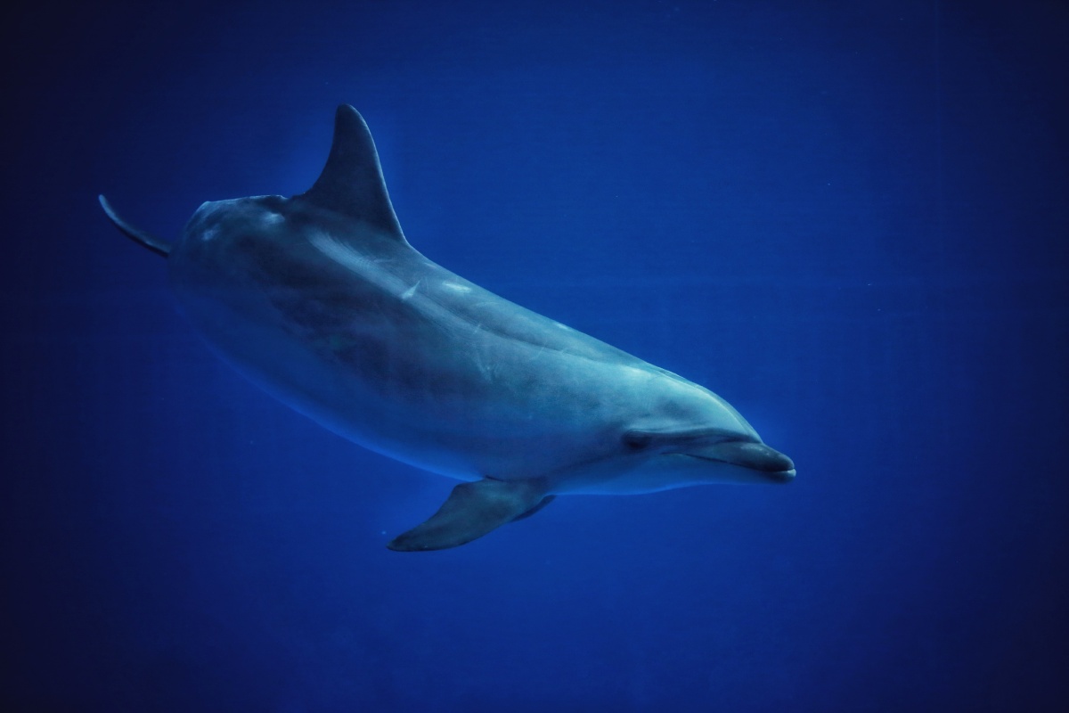 海洋馆的精灵—海豚