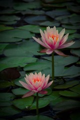 瞎鼓捣