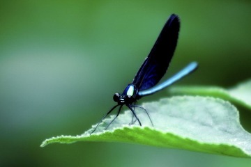 蜻蜓