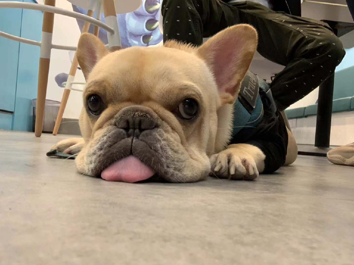 宠物感冒咳嗽精神不好