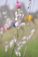 IMGP7766.JPG