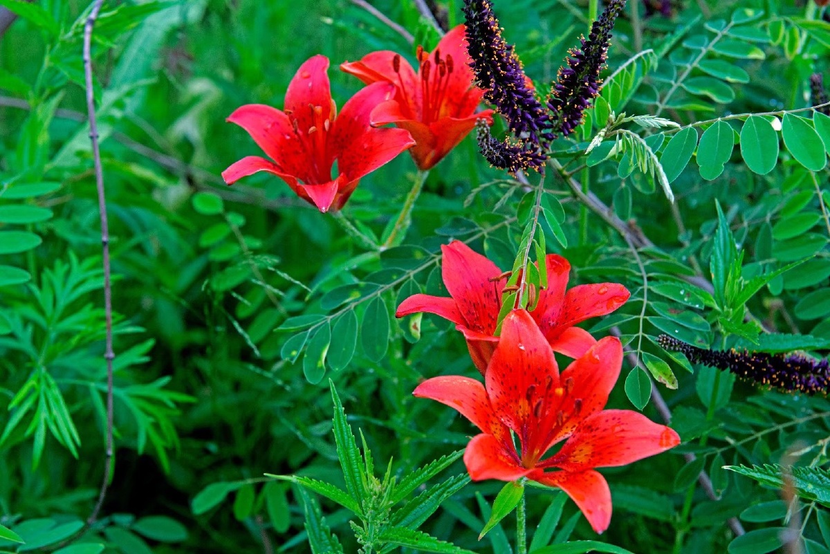 山里的百合开了东北这块土地上广袤且肥沃滋养了东北女孩奔放热烈的
