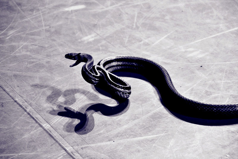 蛇影