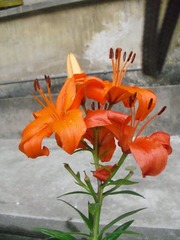 未识名(2)