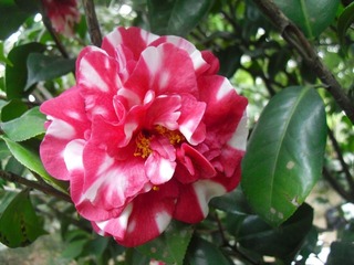 红、白茶花