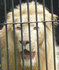 铁笼里的獅