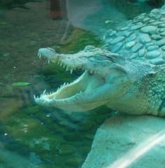 鳄鱼头  张牙