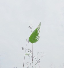 海珠湖悠花闲草C.jpg