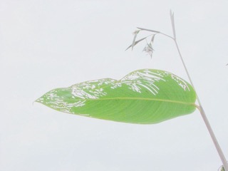 海珠湖悠花闲草B.jpg