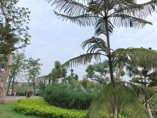海珠湖绿树.jpg