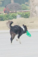 DSCF0254  虫虫咬到飞蝶.jpg