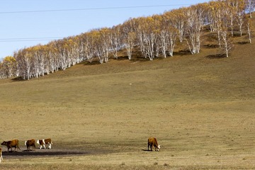 IMG_7115.jpg