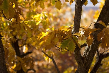 IMG_7235.jpg