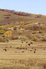 IMG_7417.jpg