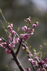 IMG_9919.jpg