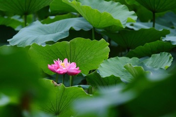 荷塘悦摄