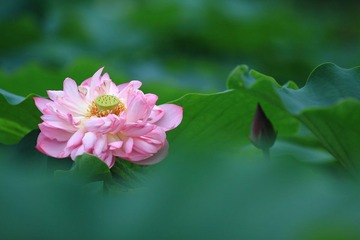 荷塘悦摄3