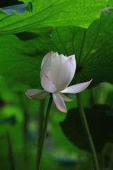 荷塘悦摄4