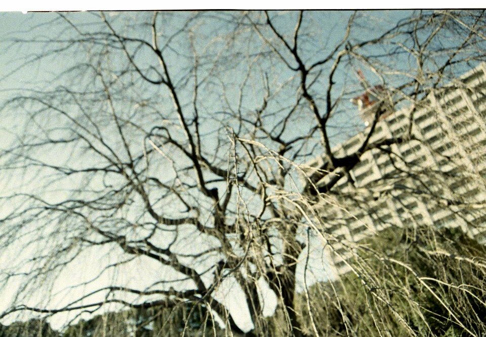 tree<br />
