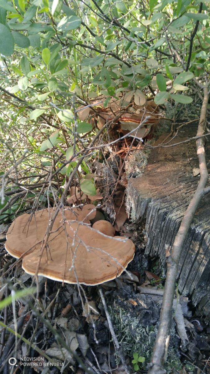 大兴安岭纯野生灵芝