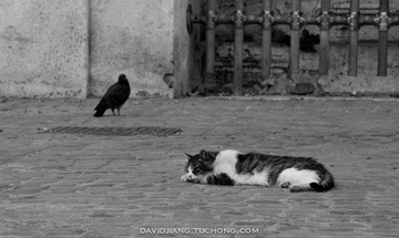 Bird and Cat
