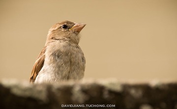 Golden Chirps