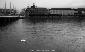 Swan Lake