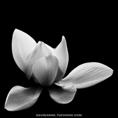 Petals