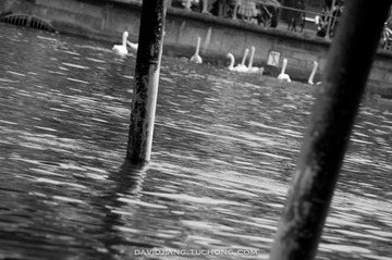 Swans by the Pier