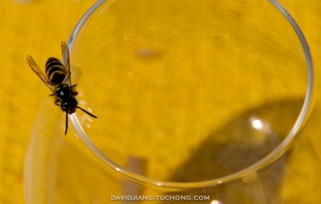 Wasp on a Cup