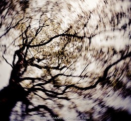 Spirals in the Trees