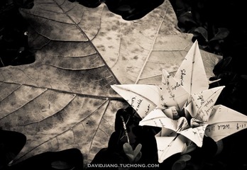DSC02365-2.jpg