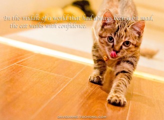 pounce copy.jpg