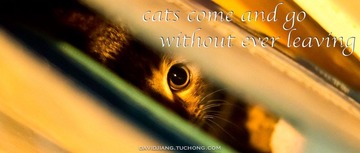 pounce-2 copy.jpg