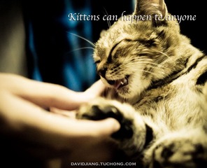 pounce-3 copy.jpg