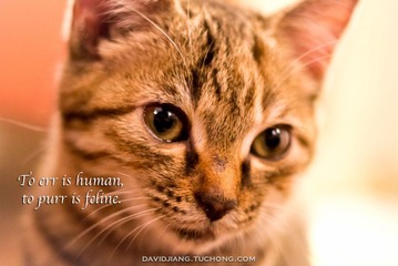 pounce-6 copy.jpg