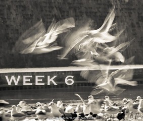 Week 6.jpg