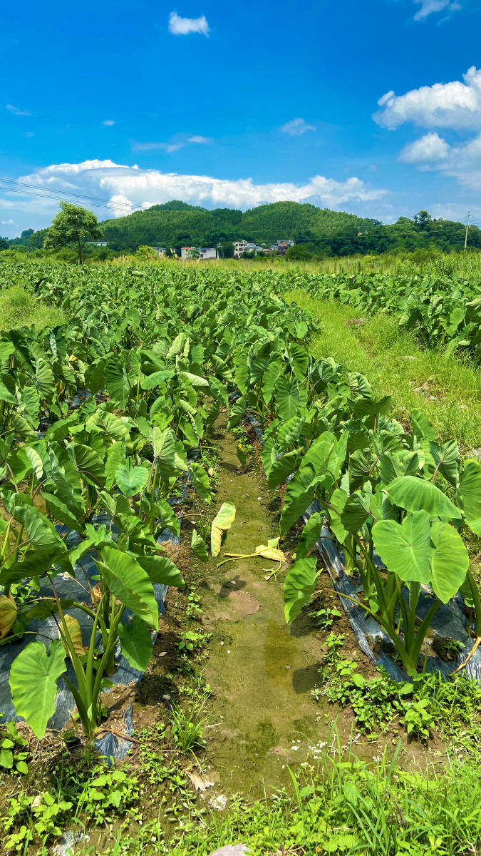 城市的天再看看我们桂林市荔浦农村的天荔浦芋头地的天