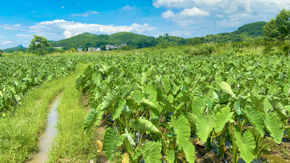 城市的天再看看我们桂林市荔浦农村的天荔浦芋头地的天